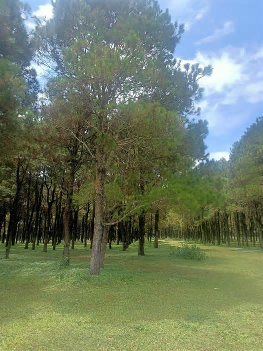 Gia Lai quyết giữ hàng nghìn cây thông 45 tuổi