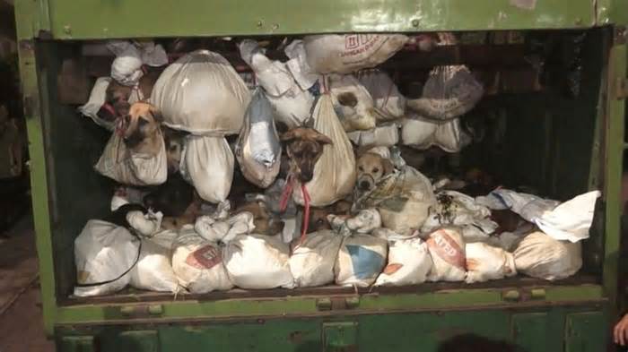 200 con chó bị treo lủng lẳng trong thùng xe tải để đưa tới lò mổ Indonesia