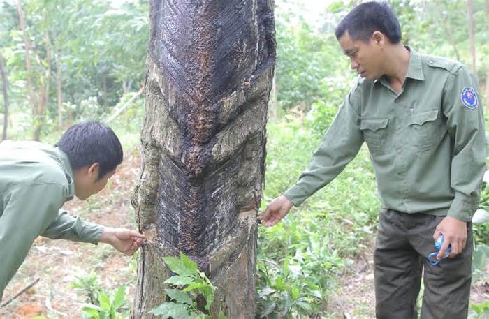 Vẫn chưa xử lý được đối tượng phá rừng thông phòng hộ ở Quảng Trị