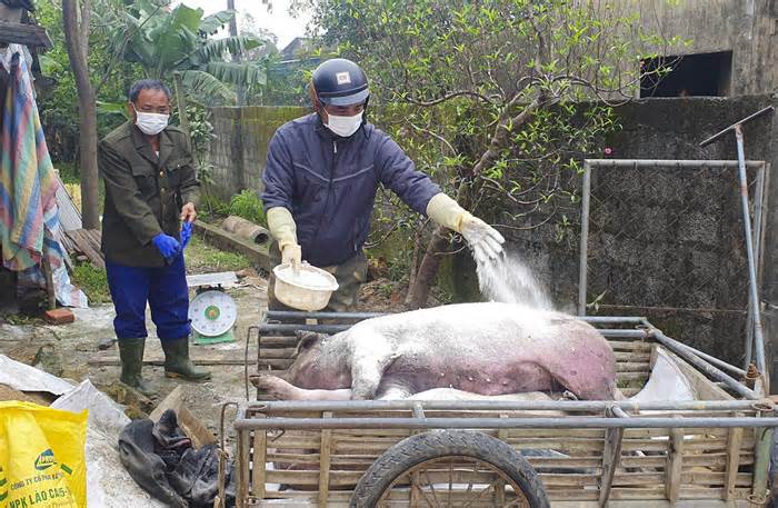 Hà Tĩnh: 'Nội bất xuất, ngoại bất nhập' để tránh dịch tả lợn châu Phi lan rộng