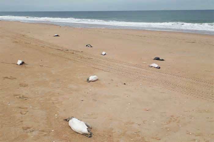 Hàng nghìn con chim cánh cụt chết trôi dạt vào bờ biển của Uruguay