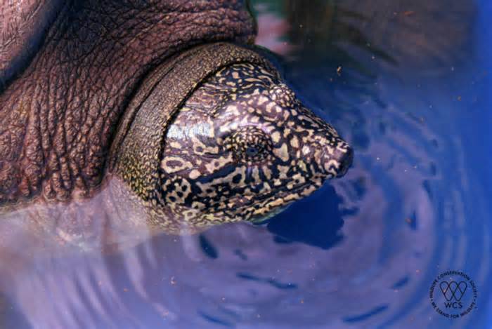 Rùa Hoàn Kiếm ở hồ Đồng Mô đã chết