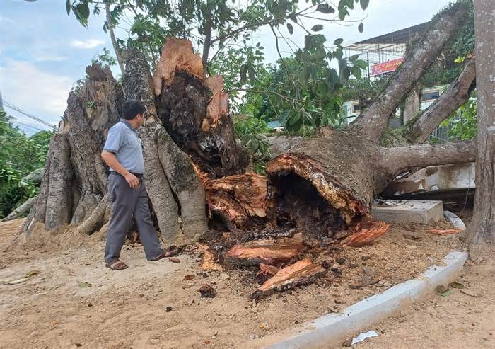 Cây đa di tích lịch sử hơn 300 tuổi bị gãy đổ