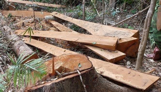 Gia Lai: Khởi tố vụ án cưa hạ trái phép 52 cây gỗ rừng tự nhiên