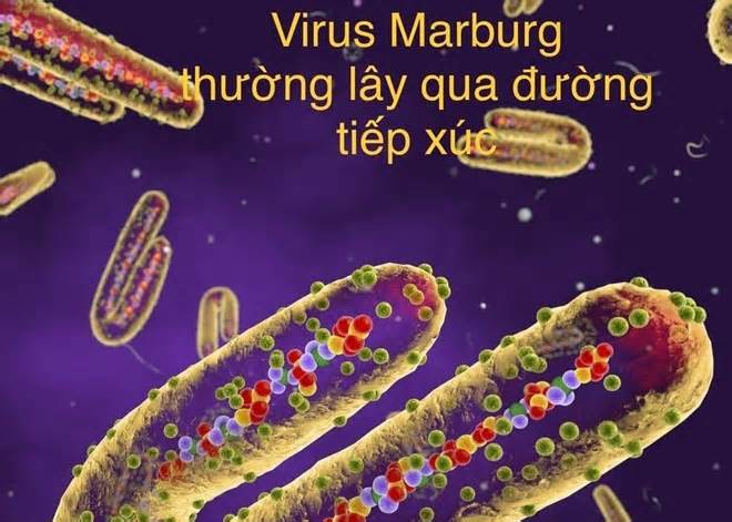 TPHCM ngăn chặn nguy cơ virus Marburg xâm nhập