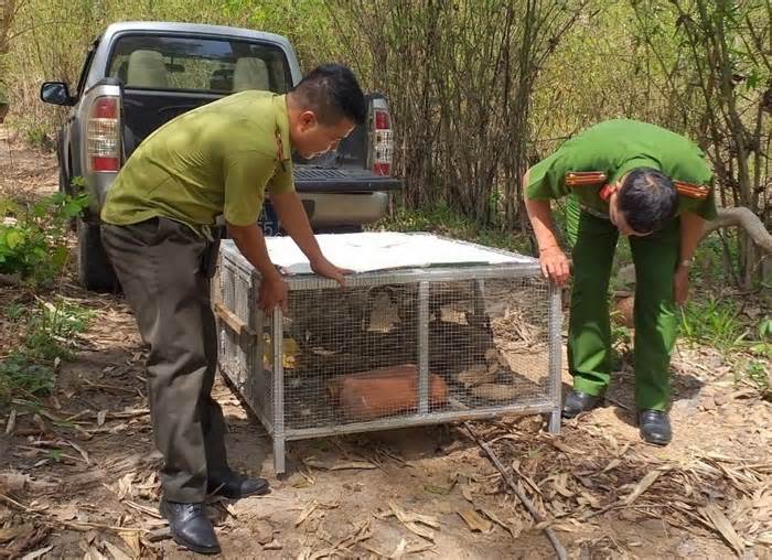 Buôn bán trái phép động vật hoang dã qua biên giới bị phạt tù thế nào