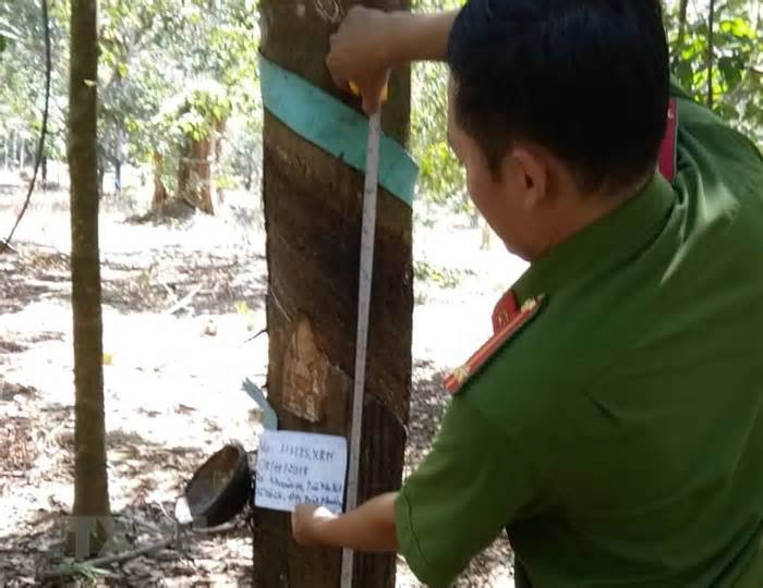 Bình Phước: Điều tra vụ người tố cáo phá rừng bị chặt phá vườn cao su
