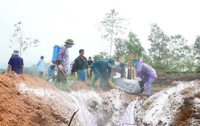 Bùng phát dịch tả lợn châu Phi tại huyện vùng cao của tỉnh Tuyên Quang