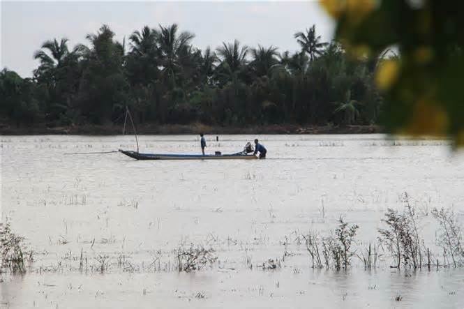 Nuôi cá trong ruộng lúa vào mùa nước nổi ở Hậu Giang: Hiệu quả kép