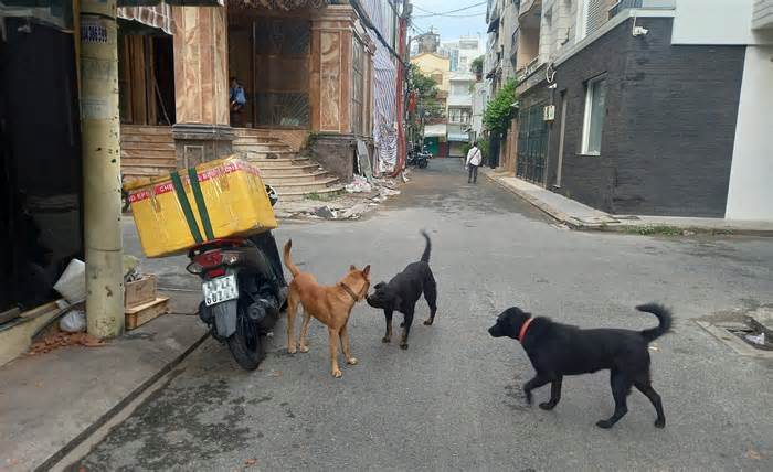 Cần mạnh tay xử phạt chủ chó thả rông trên đường phố