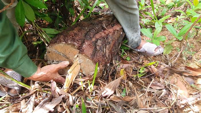 Xác minh hàng loạt cây thông khoảng 20 năm tuổi bị chặt hạ rồi vùi lấp gốc