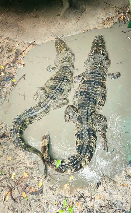 Cà Mau không có chuyện 12 cá sấu sổng chuồng