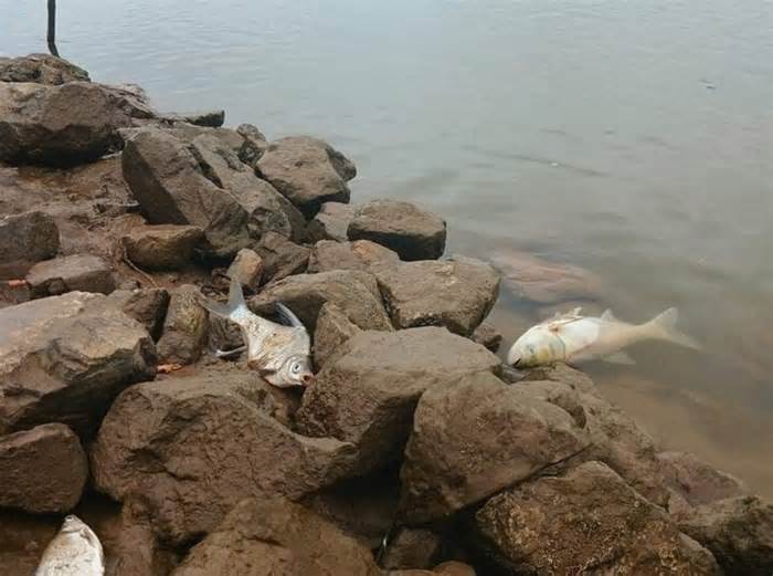Cá chết bất thường trên sông Đáy, trôi dạt vào bờ