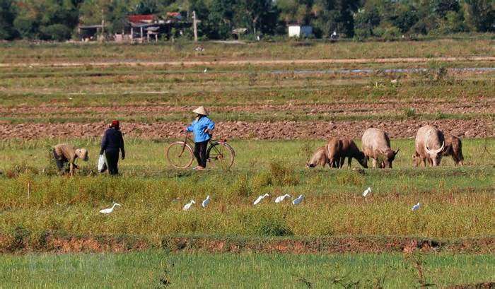 Quảng Bình: Người dân ngang nhiên đặt bẫy đánh bắt chim trời