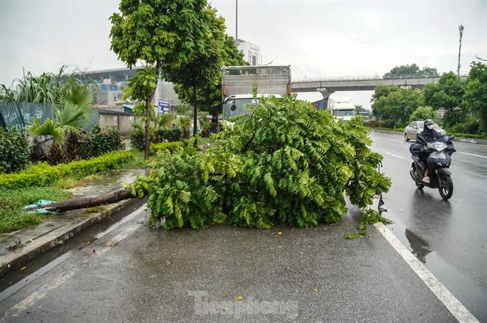 Hàng loạt cây xanh trên đường Xuân Phương bật gốc sau trận mưa lớn ở Hà Nội