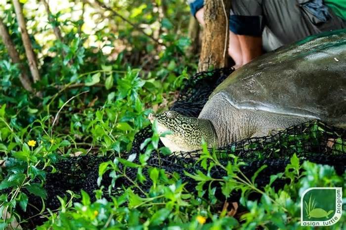Rùa mai mềm Hoàn Kiếm khổng lồ quý hiếm đã chết ở hồ Đồng Mô