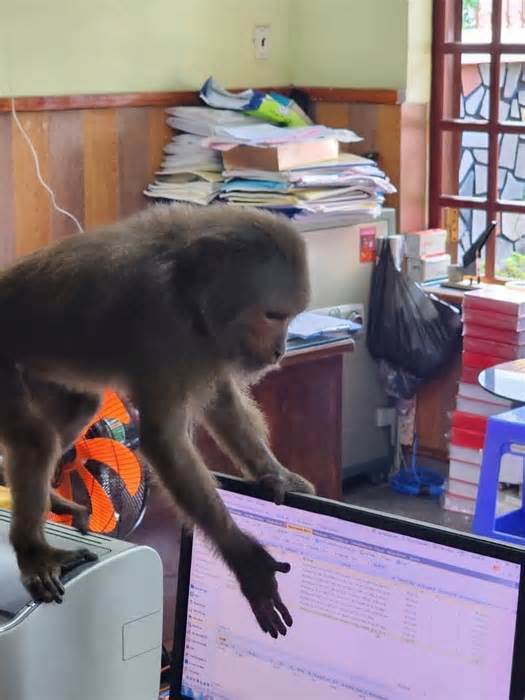 Đàn khỉ lông xám liên tục quấy phá nhiều nhà dân ở Phú Yên