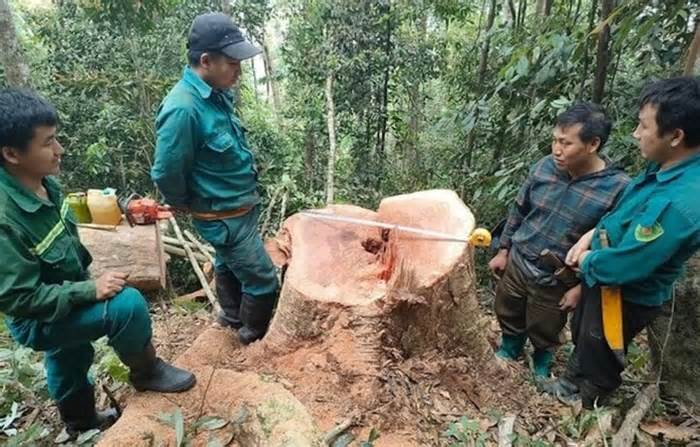 Biên phòng Thanh Hoá mật phục bắt 5 kẻ phá rừng tự nhiên ở biên giới