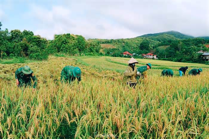 Bộ đội Biên phòng ‘cõng nắng’ giúp dân thu hoạch lúa