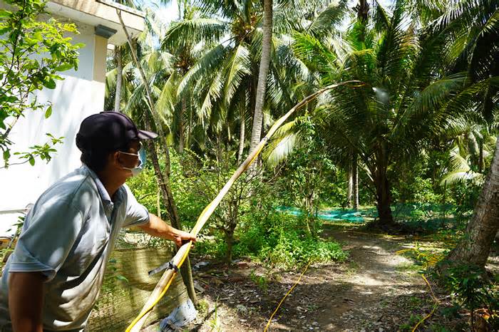 Hơn 200 ha dừa ở Tiền Giang bị sâu đầu đen phá hoại