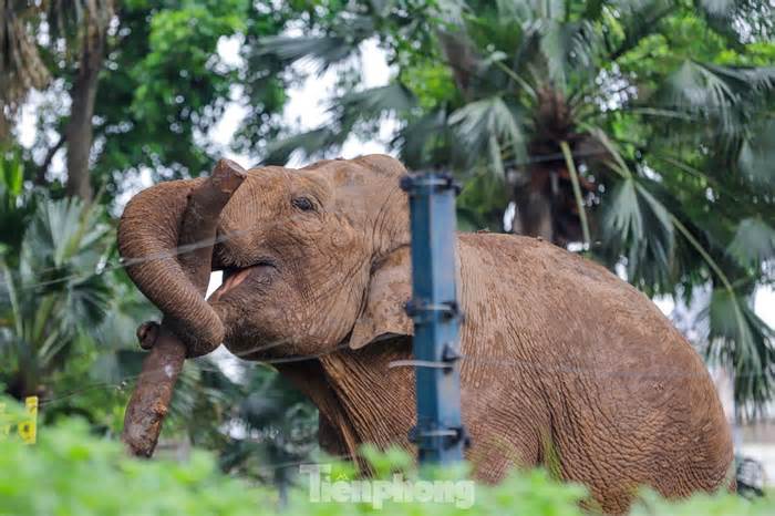 Giải phóng xích chân cho 2 chú voi ở vườn thú Hà Nội