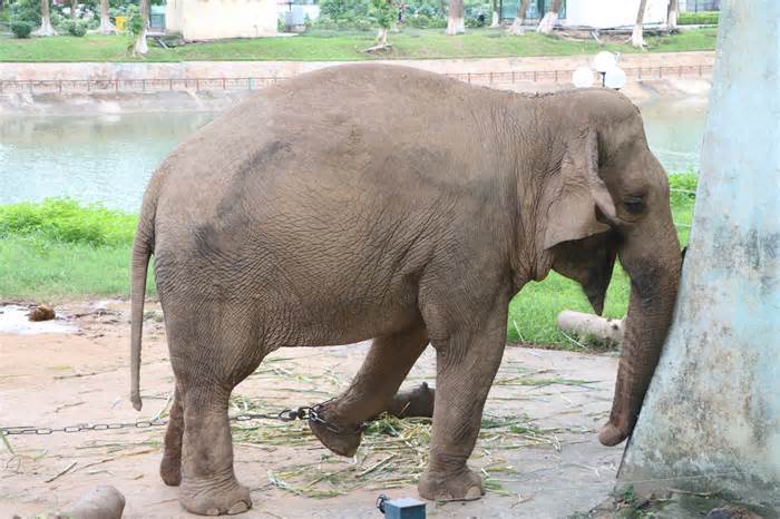 Hơn 50 nghìn người ký vào bức thư kiến nghị đưa voi Vườn thú Hà Nội về rừng