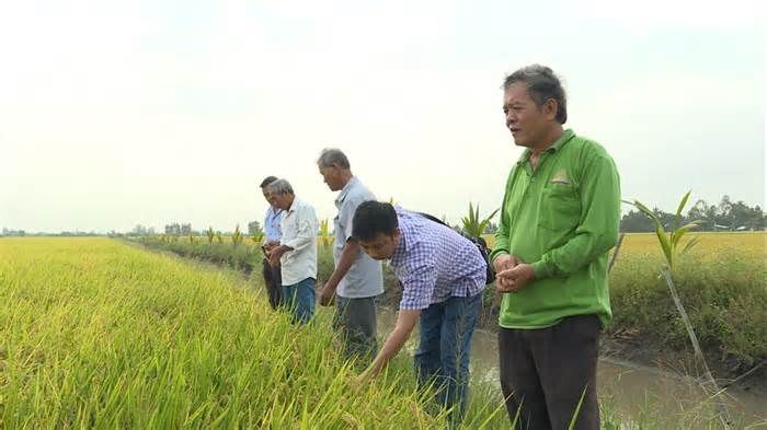 Lão nông U60 lèo lái HTX hơn 200 thành viên trồng lúa sạch làm giàu