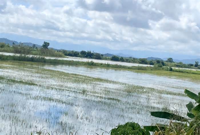 Hơn 60ha lúa ở Đắk Nông bị ngập lụt do mưa lũ