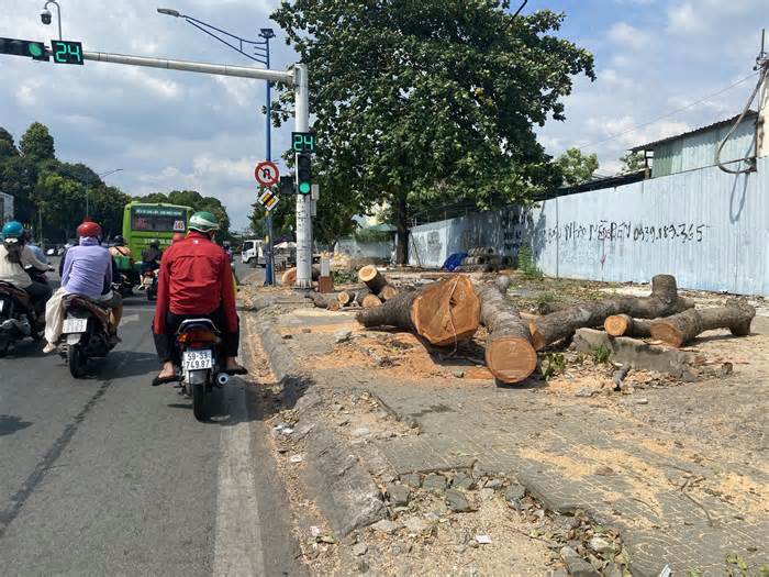 Đốn hàng loạt cổ thụ làm đường kết nối sân bay Tân Sơn Nhất