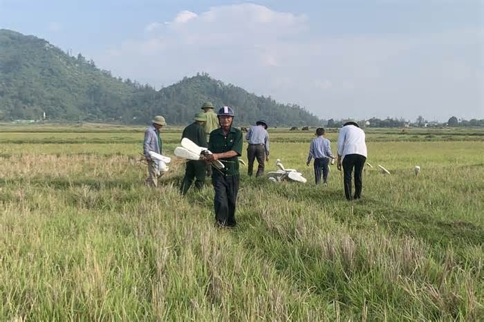 Kiên quyết ngăn chặn nạn bẫy chim trời