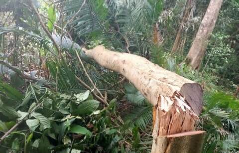 Đắk Nông bắt quả tang đối tượng hủy hoại 2.700m2 rừng