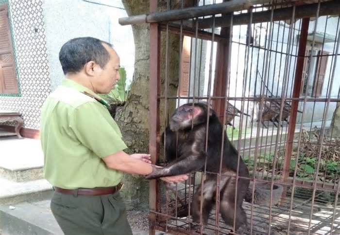 Phú Thọ: Vườn Quốc gia Xuân Sơn tiếp nhận cá thể Khỉ Mặt Đỏ