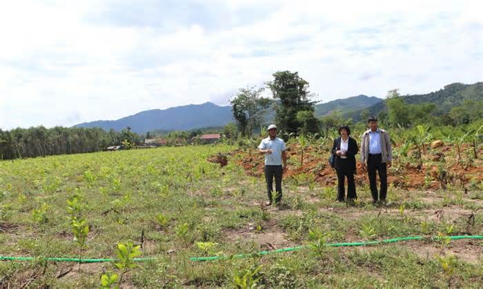 Xuất hiện tình trạng trồng cây chờ đền bù dự án cao tốc Quảng Ngãi-Kon Tum