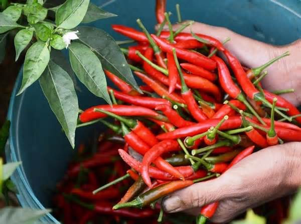 Nông dân trồng ớt ở Quảng Ngãi thua lỗ nặng