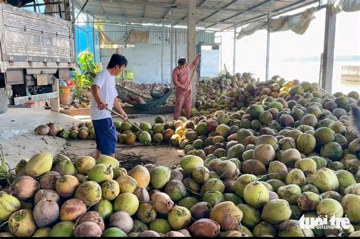 Nông dân phấn khởi vì dừa khô tăng giá gấp đôi dịp Tết