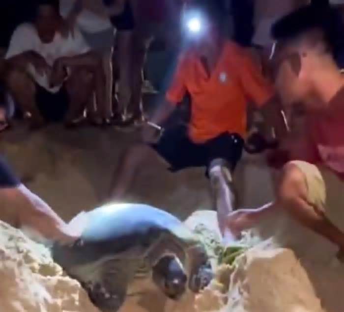 Rùa biển lại lên bãi ở Bình Định đẻ hơn 100 trứng