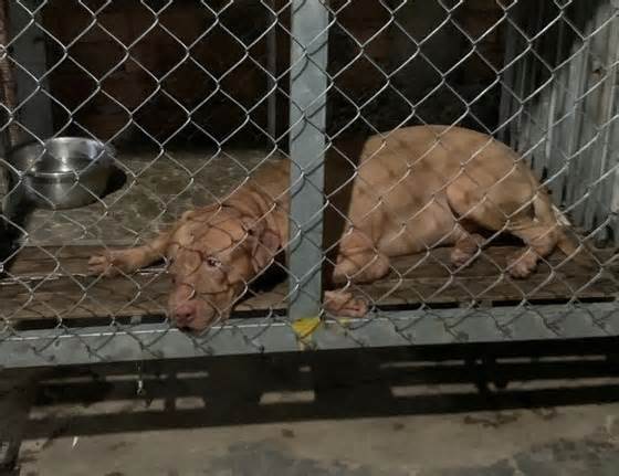 Bình Dương: Bị chó Pitbull cắn, cụ bà 82 tuổi tử vong thương tâm