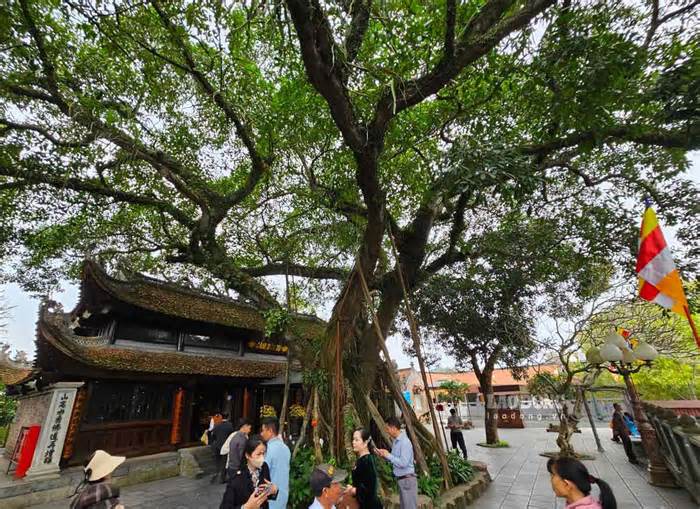 Công việc chăm sóc cây di sản Việt Nam vừa được công nhận tại Quảng Ninh