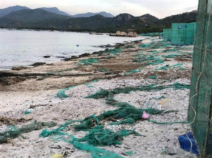 Lồng bè nuôi tôm hùm tự phát gây ô nhiễm bờ biển ở Khánh Hòa