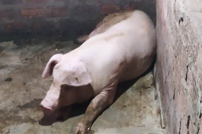 Chủ động phòng chống, ngăn chặn lây lan dịch tả lợn Châu Phi