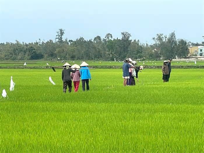 Quảng Nam: Nông dân điêu đứng vì phụ thuộc nguồn nước tưới