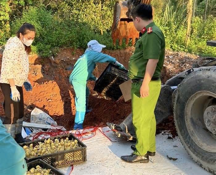 Phát hiện hơn 1.000 vịt giống nhập lậu tại Bình Liêu, Quảng Ninh
