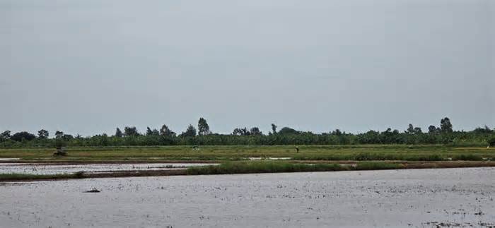 Nông dân Thái Bình bị thiệt hại lúa xuân được chi trả gần 200 triệu đồng