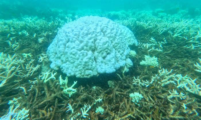 San hô ở biển Côn Đảo chết hàng loạt