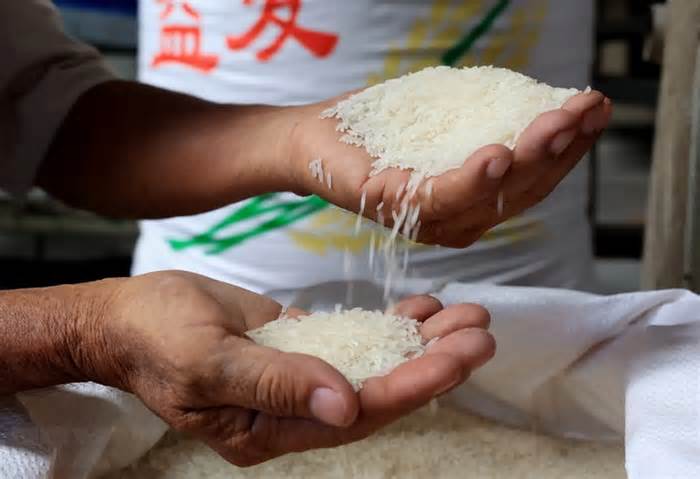 Một triệu hecta lúa chất lượng cao: Luồng gió mới cho sản xuất lúa gạo