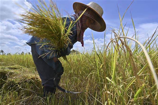 Malaysia, Indonesia đạt thỏa thuận tăng cường an ninh lương thực ở ĐNA