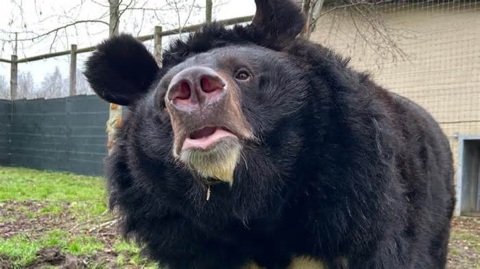 Chú gấu Yampil được giải cứu ở Ukraine đã qua đời tại vườn thú Scotland