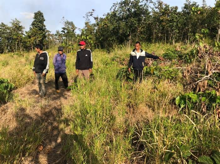 Khởi tố 3 đối tượng đem cưa máy san phẳng nhiều cây rừng ở Đắk Lắk