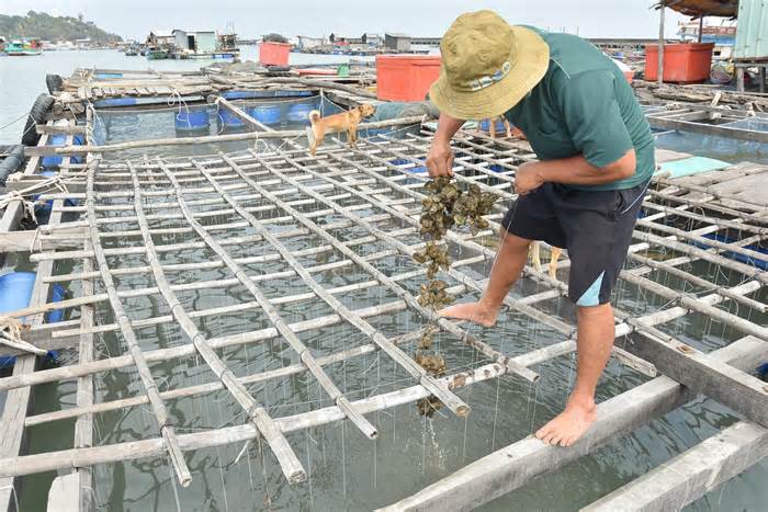 Kiên Giang cử cán bộ ra xã đảo làm rõ vụ cá mú, hàu chết hàng loạt