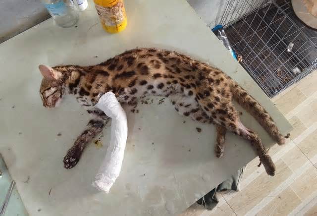 Bác sĩ thú y đi chợ phát hiện mèo báo quý hiếm mắc bẫy ở Bình Phước